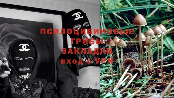 ГАЛЛЮЦИНОГЕННЫЕ ГРИБЫ Инта